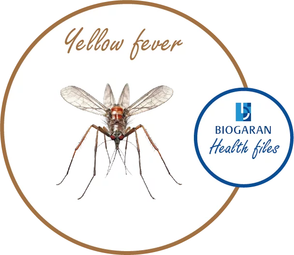 yellow fever